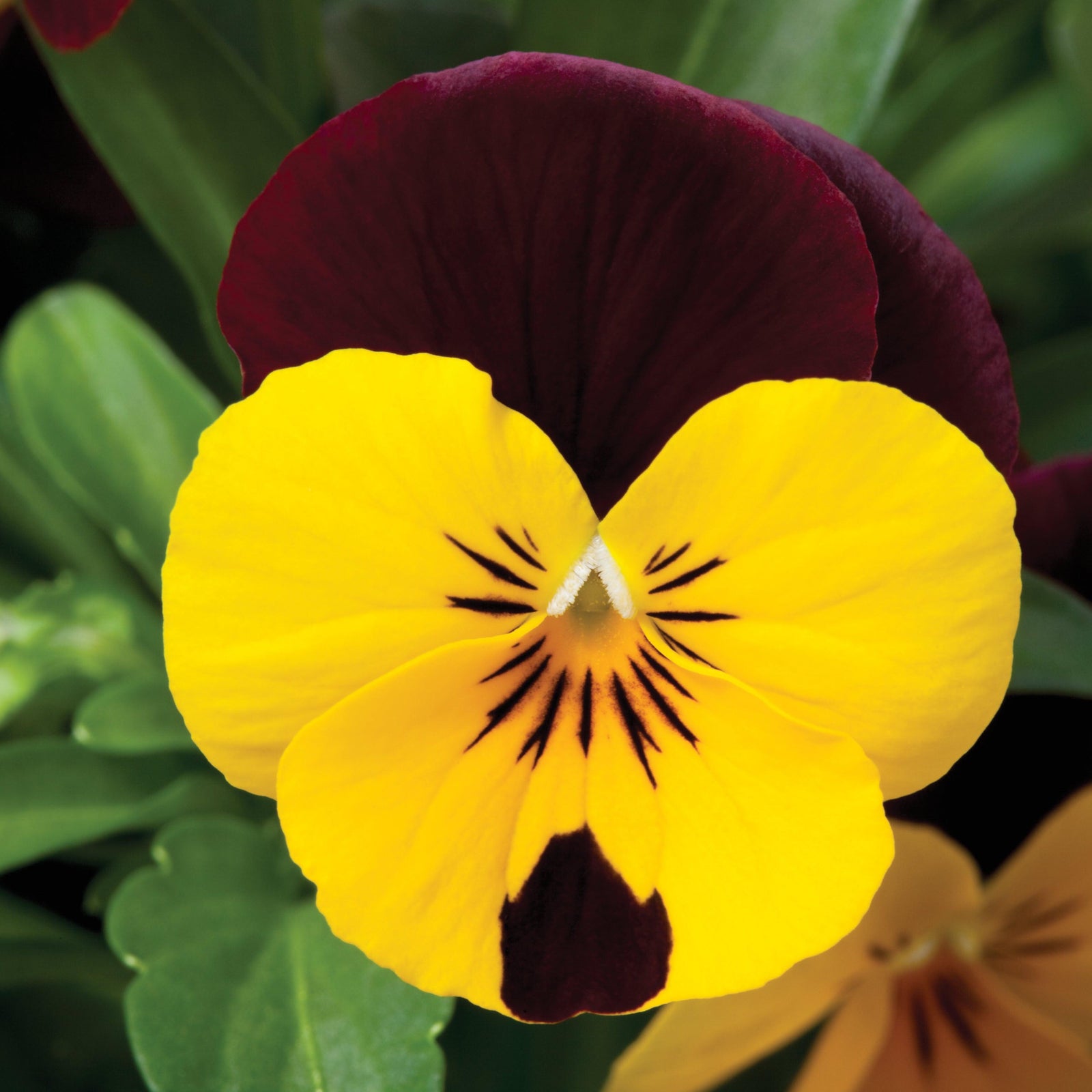 Viola cornuta 'Penny Red Wing' ~ Penny™ Red Wing Viola-ServeScape