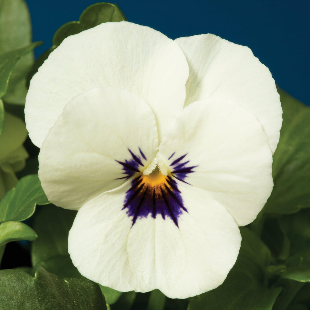 Viola cornuta 'Penny White Blotch' ~ Penny™ White Blotch Viola-ServeScape