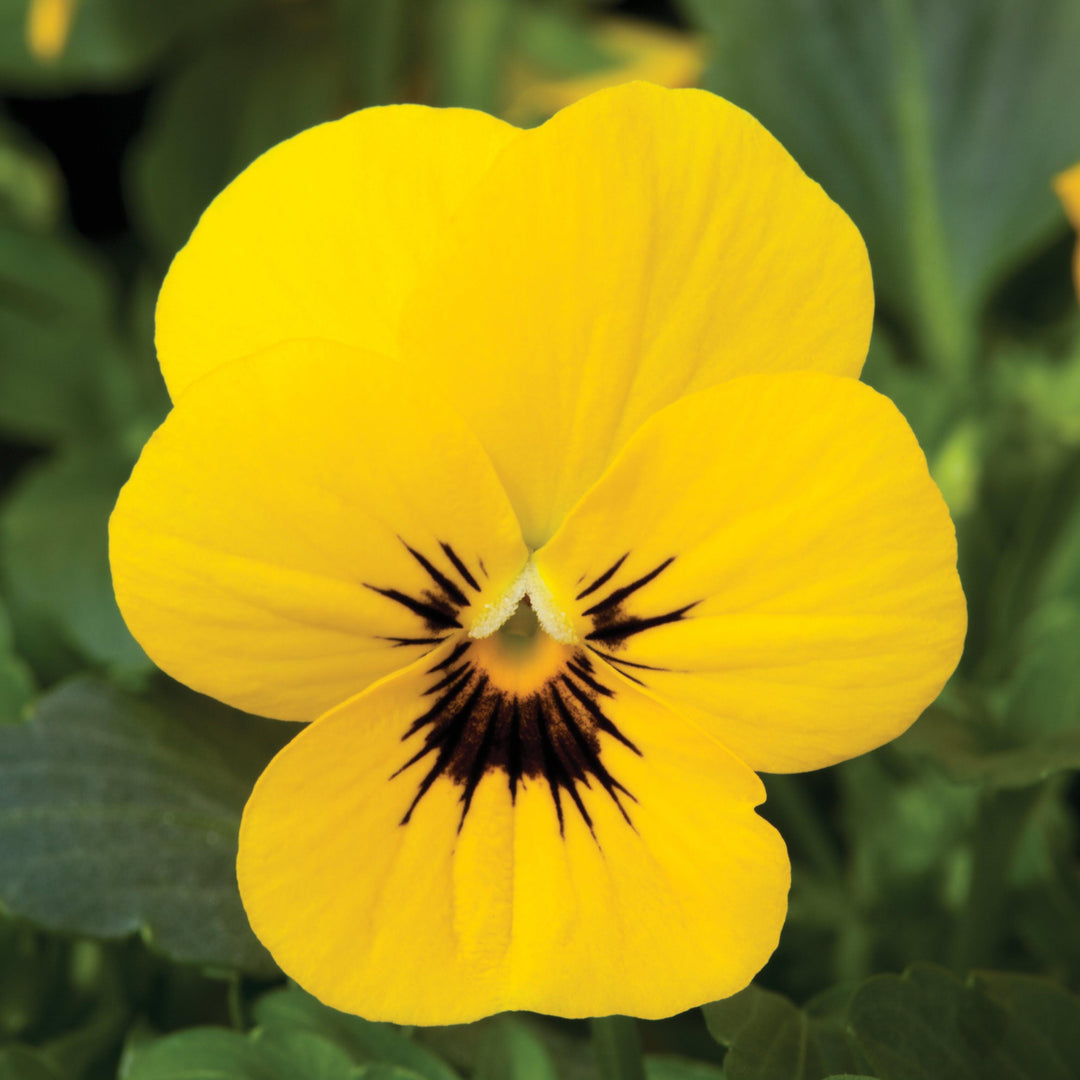 Viola cornuta 'Penny Yellow Blotch' ~ Penny™ Yellow Blotch Viola-ServeScape