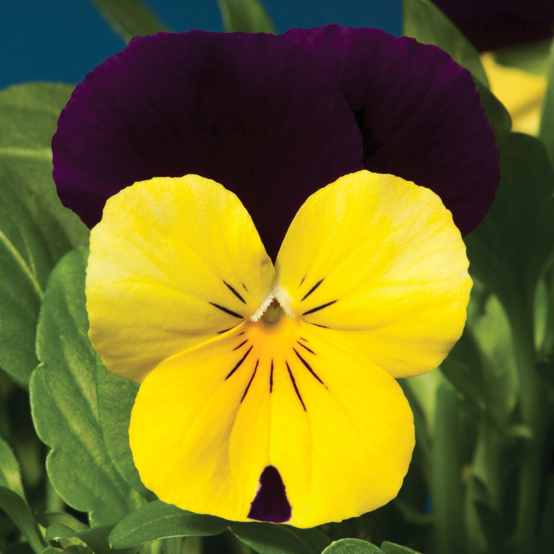 Viola cornuta 'Penny Yellow Jump-Up' ~ Penny™ Yellow Jump-Up Viola-ServeScape