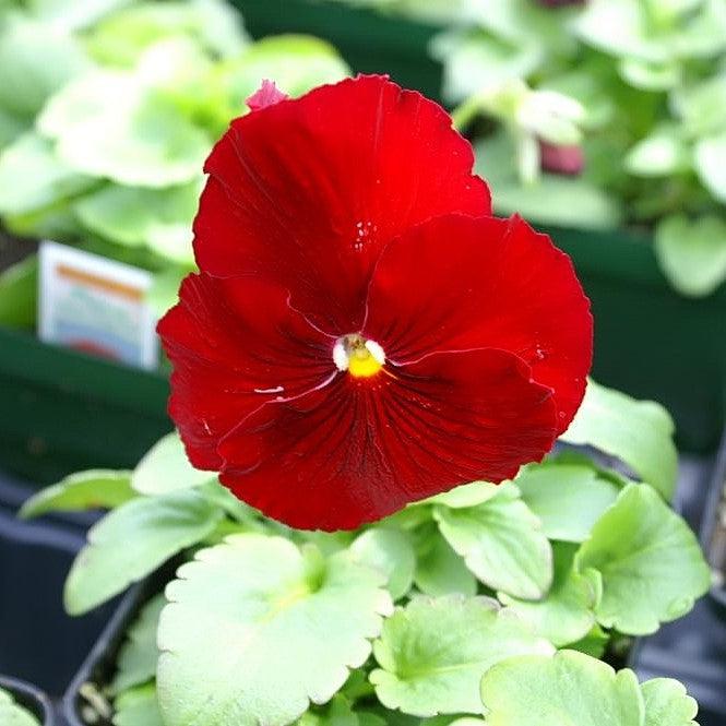 Viola x wittrockiana 'Delta Pure Red' ~ Delta™ Pure Red Pansy-ServeScape