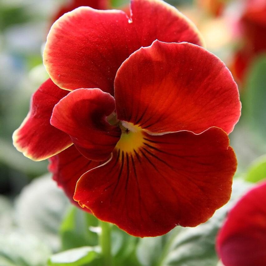 Viola x wittrockiana 'Delta Pure Red' ~ Delta™ Pure Red Pansy-ServeScape