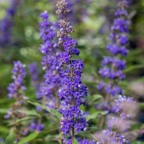 Vitex agnus-castus 'Bailtexthree' PP35259’ ~ First Editions® Queen Bee® Chaste Tree-ServeScape