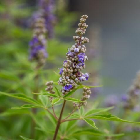 Vitex agnus-castus 'Bailtexfour' ~ First Editions® Violet Mist™ Chastetree-ServeScape