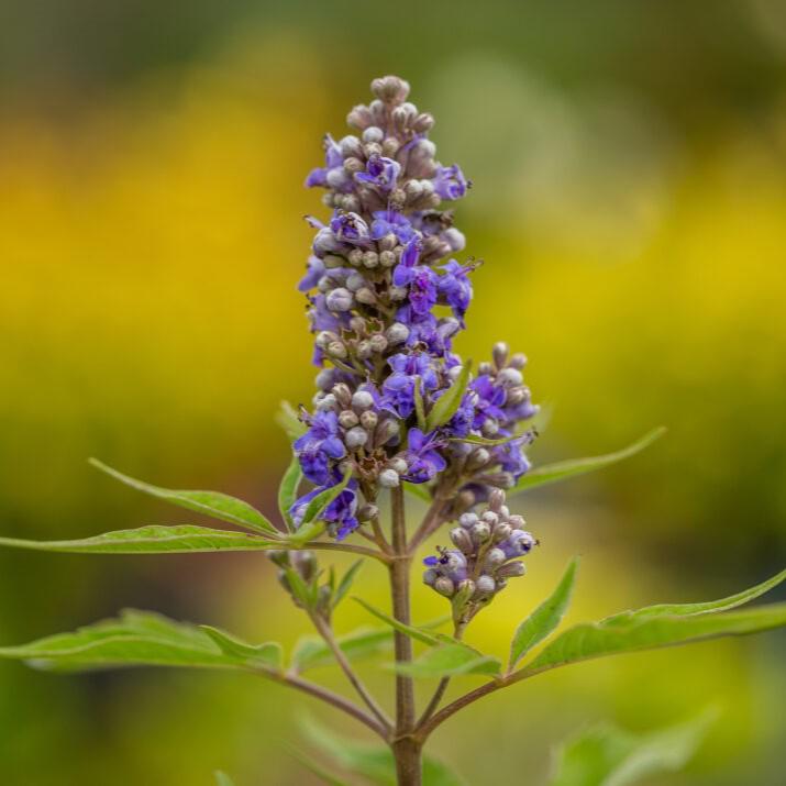 Vitex agnus-castus 'Bailtexfour' ~ First Editions® Violet Mist™ Chastetree-ServeScape