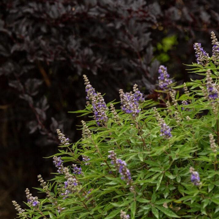 Vitex agnus-castus 'Bailtexfour' ~ First Editions® Violet Mist™ Chastetree-ServeScape