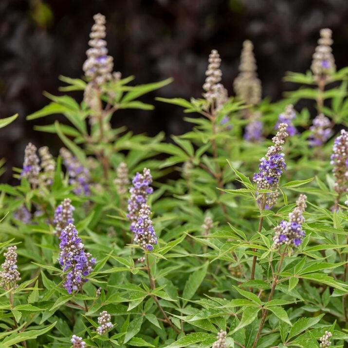 Vitex agnus-castus 'Bailtexfour' ~ First Editions® Violet Mist™ Chastetree-ServeScape