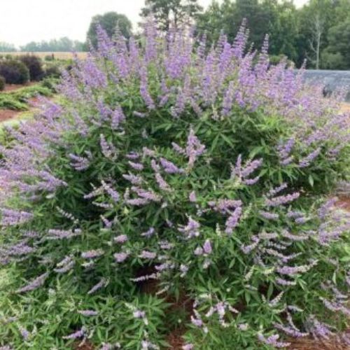 Vitex agnus-castus 'Bailtexthree' PP35259’ ~ First Editions® Queen Bee® Chaste Tree-ServeScape