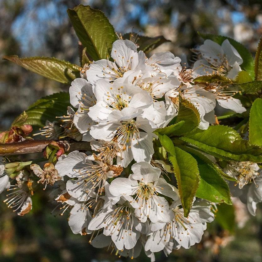 Prunus avium 'Lapins' ~ Lapins Sweet Cherry-ServeScape
