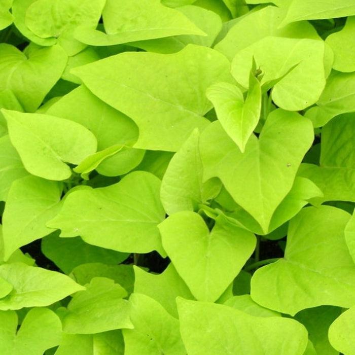 Ipomoea batatas ‘Dwarf Marguerite’ ~ Dwarf Marguerite Sweet Potato-ServeScape