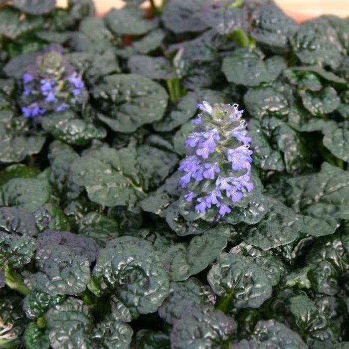 Ajuga pyramidalis 'Metallica Crispa' ~ Metallica Crispa Ajuga-ServeScape