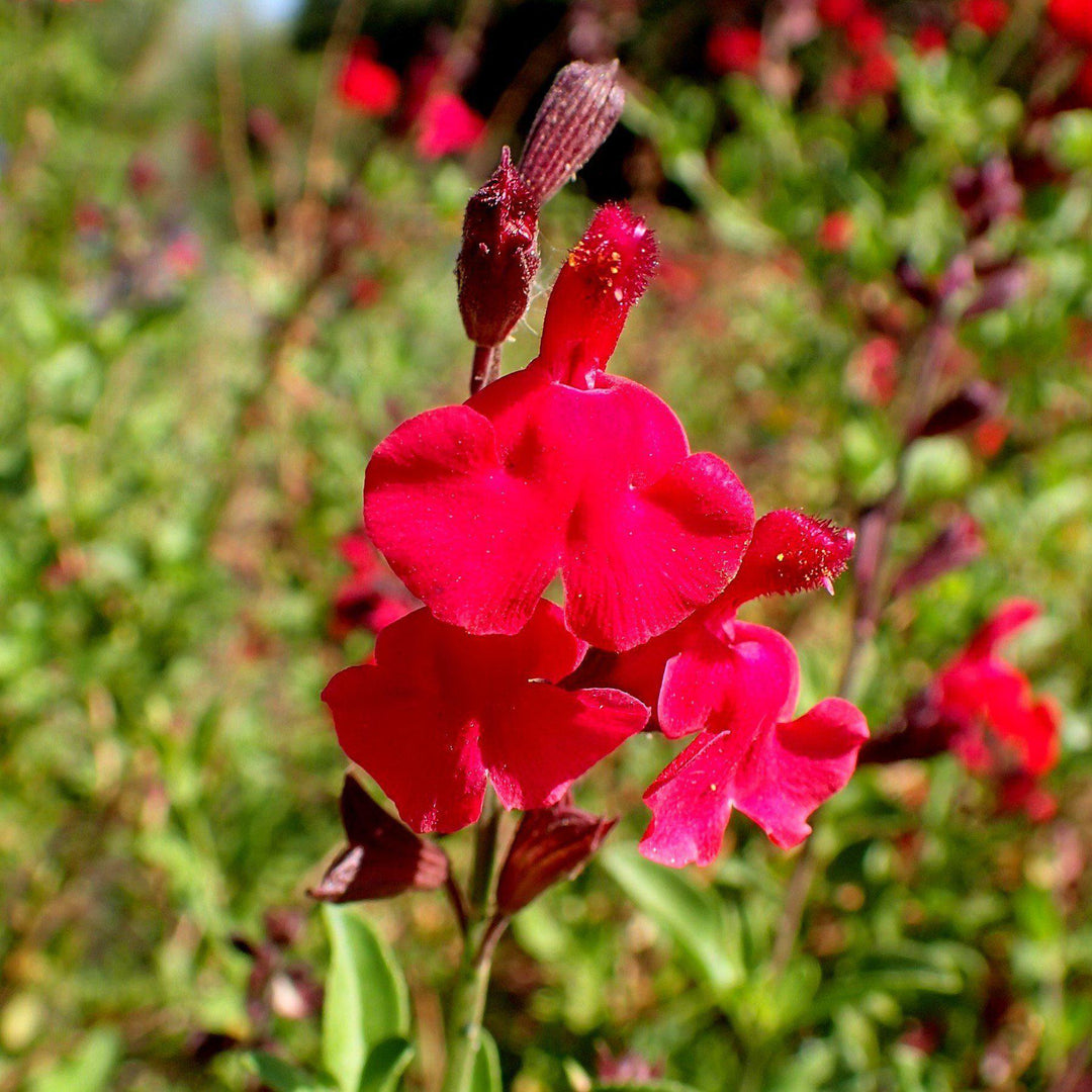 Salvia greggii 'Radio Red' ~ Monrovia® Radio Red Autumn Sage-ServeScape