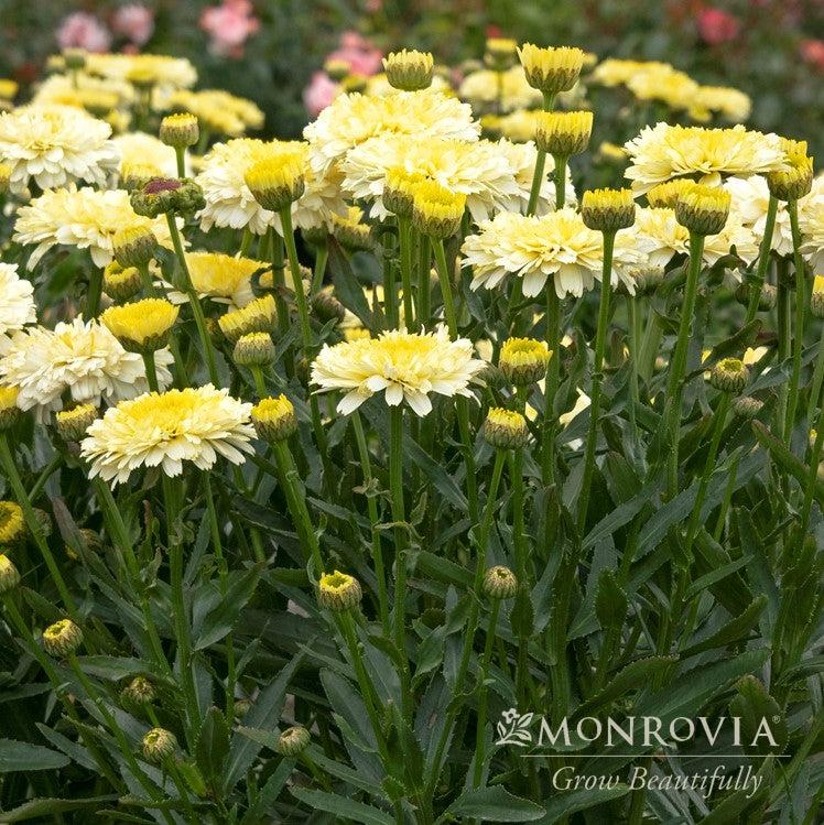 Leucanthemum ‘TNLEUKC’ PP #31,455 ~ Monrovia® Lemon Puff™ Shasta Daisy-ServeScape