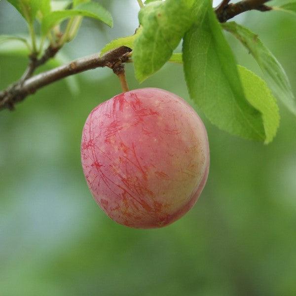 Prunus salicina 'Burbank' ~ Burbank Plum-ServeScape