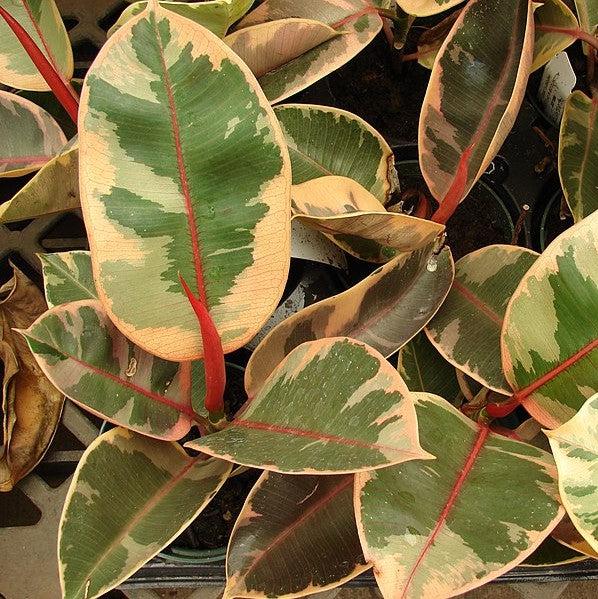 Ficus elastica 'Belize'~ Monrovia® Belize Rubber Plant-ServeScape