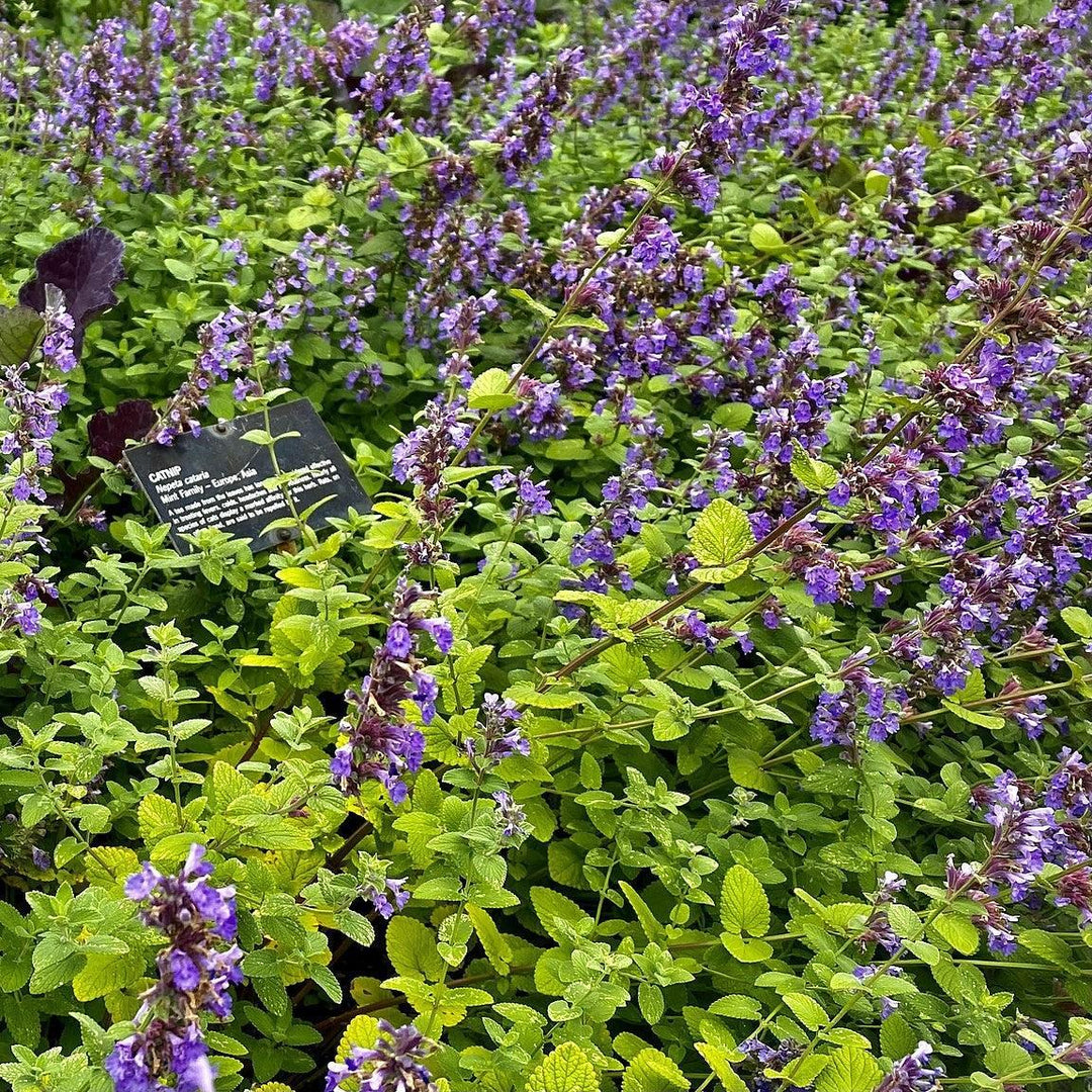 Nepeta cataria ~ Catnip-ServeScape