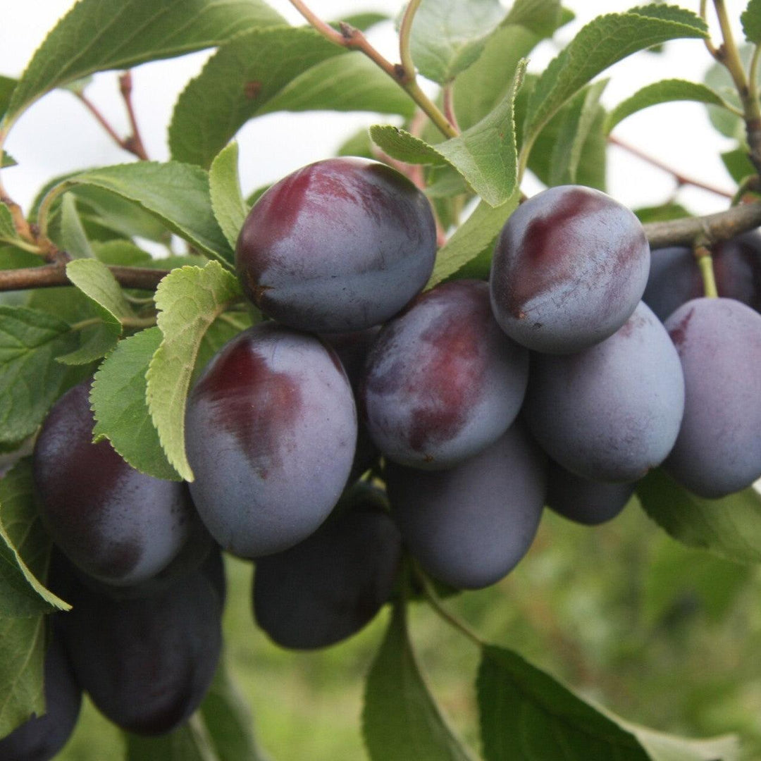 Prunus domestica subsp. insititia ~ Bue Damson Plum-ServeScape