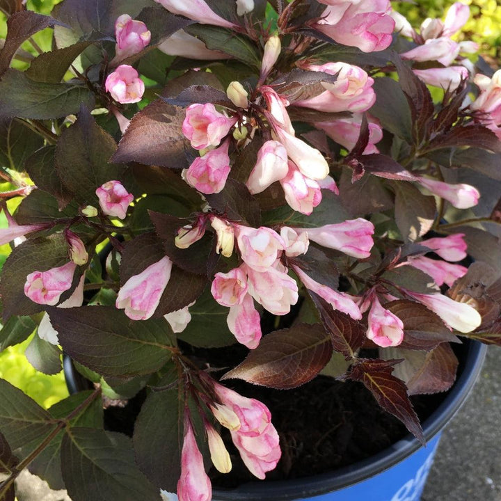 Weigela x 'AZ’ ~ Bloomin' Easy® Afterglow® Weigela-ServeScape