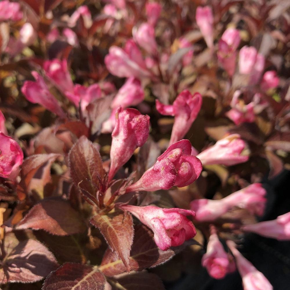 Weigela x 'AZ’ ~ Bloomin' Easy® Afterglow® Weigela-ServeScape
