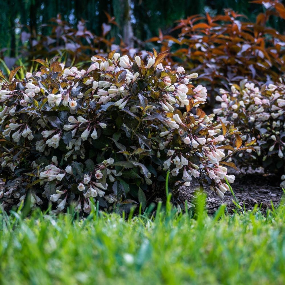 Weigela x 'AZ’ ~ Bloomin' Easy® Afterglow® Weigela-ServeScape