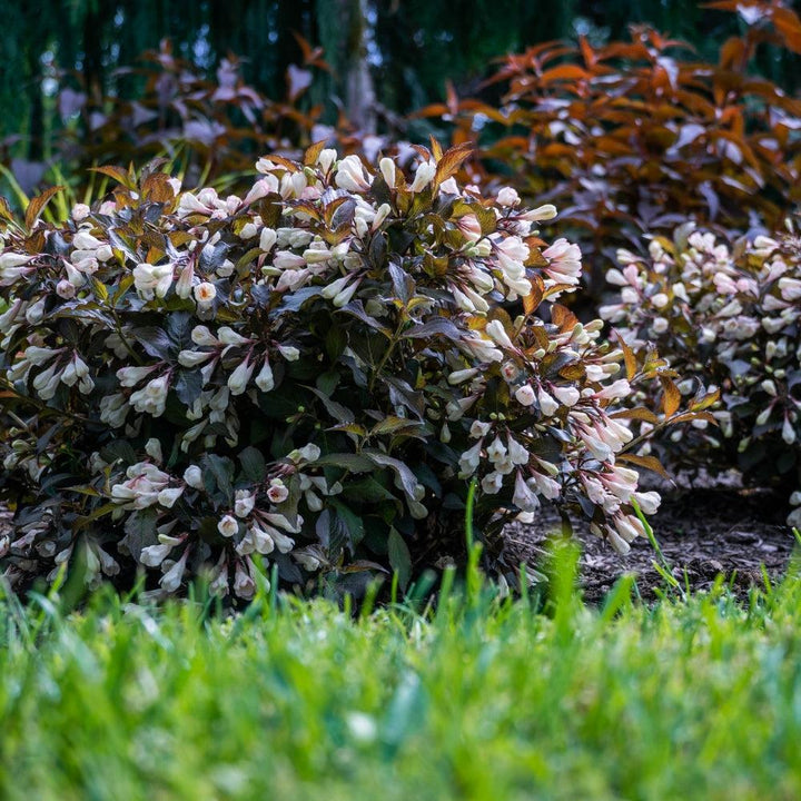 Weigela x 'AZ’ ~ Bloomin' Easy® Afterglow® Weigela-ServeScape