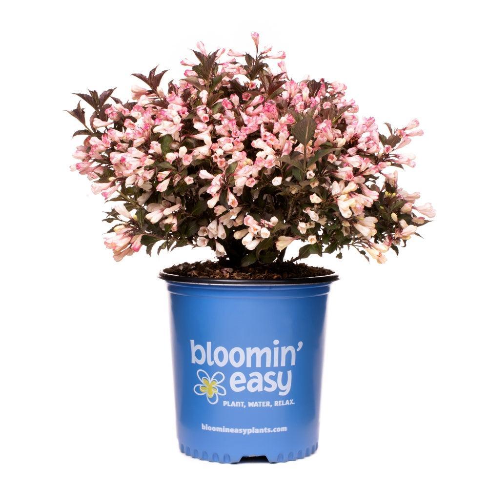 Weigela x 'AZ’ ~ Bloomin' Easy® Afterglow® Weigela-ServeScape
