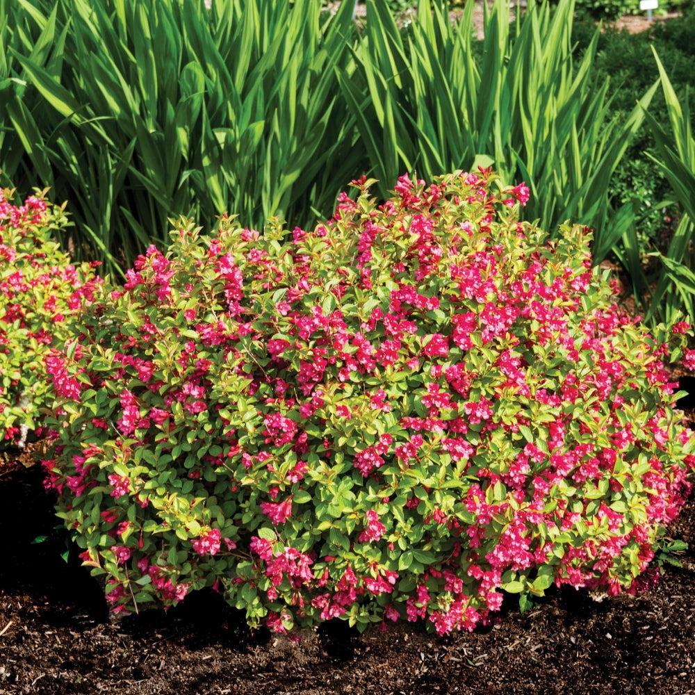 Weigela x 'Verwof 1’ ~ Date Night™ Strobe™ Weigela-ServeScape