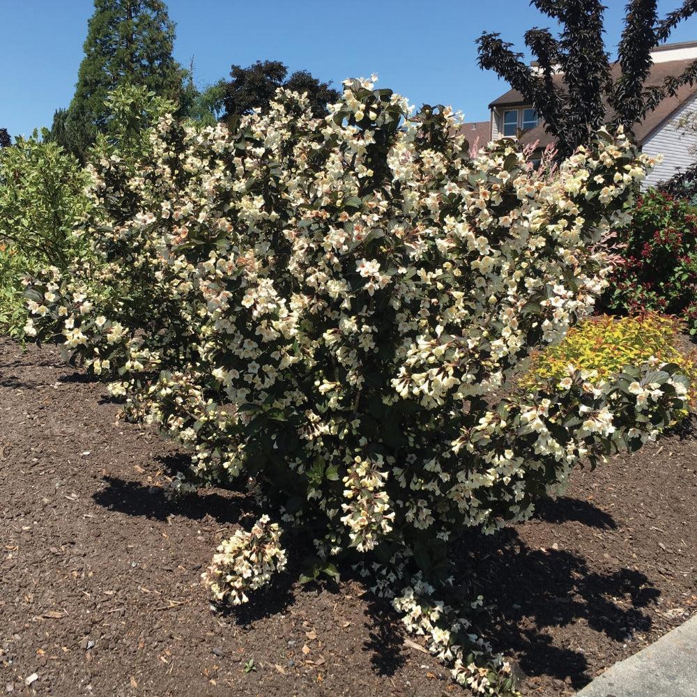 Weigela x 'Velda’ ~ Date Night™ Tuxedo™ Weigela-ServeScape