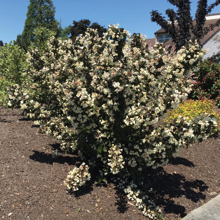 Weigela x 'Velda’ ~ Date Night™ Tuxedo™ Weigela-ServeScape