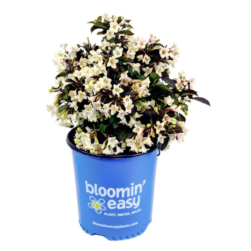 Weigela x 'Velda’ ~ Date Night™ Tuxedo™ Weigela-ServeScape