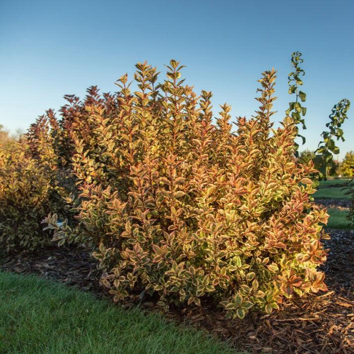 Weigela florida 'Kolmagira' PP20,384 ~ First Editions® Rainbow Sensation™ Weigela-ServeScape