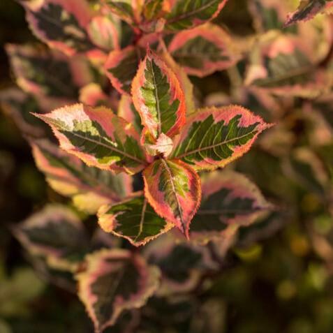 Weigela florida 'Kolmagira' PP20,384 ~ First Editions® Rainbow Sensation™ Weigela-ServeScape