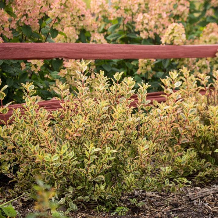 Weigela florida 'Kolmagira' PP20,384 ~ First Editions® Rainbow Sensation™ Weigela-ServeScape