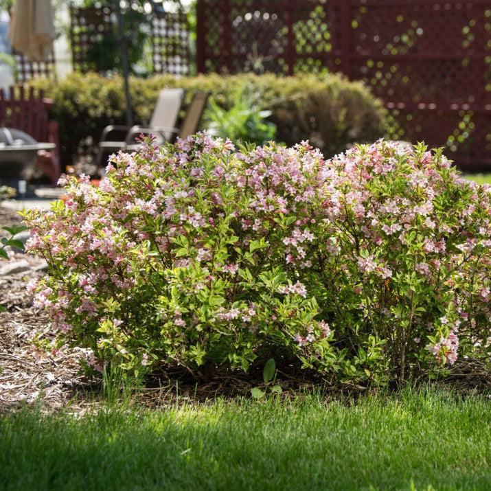 Weigela florida 'Kolmagira' PP20,384 ~ First Editions® Rainbow Sensation™ Weigela-ServeScape