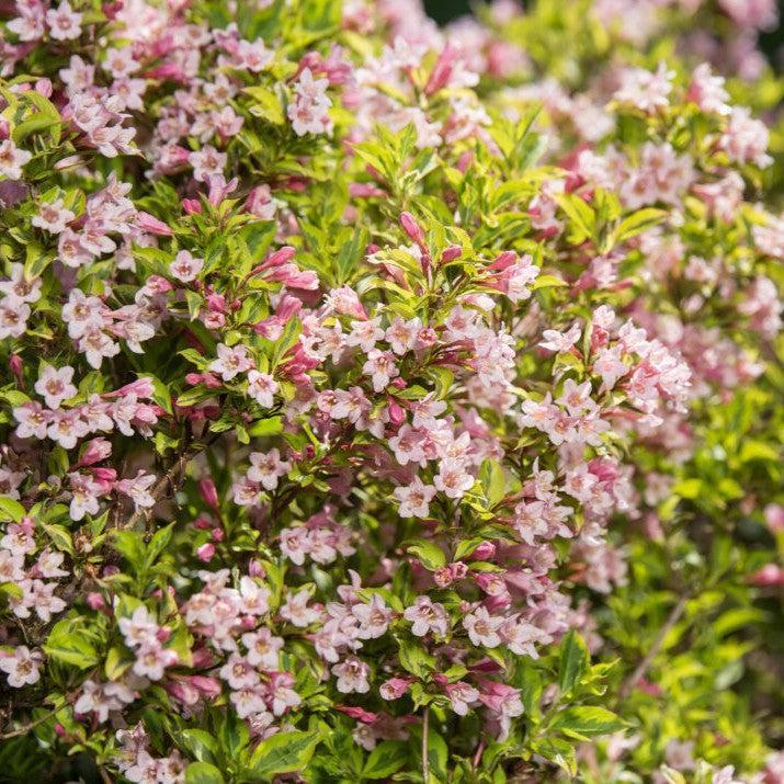 Weigela florida 'Kolmagira' PP20,384 ~ First Editions® Rainbow Sensation™ Weigela-ServeScape