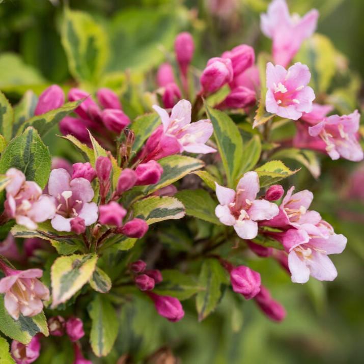 Weigela florida 'Kolmagira' PP20,384 ~ First Editions® Rainbow Sensation™ Weigela-ServeScape