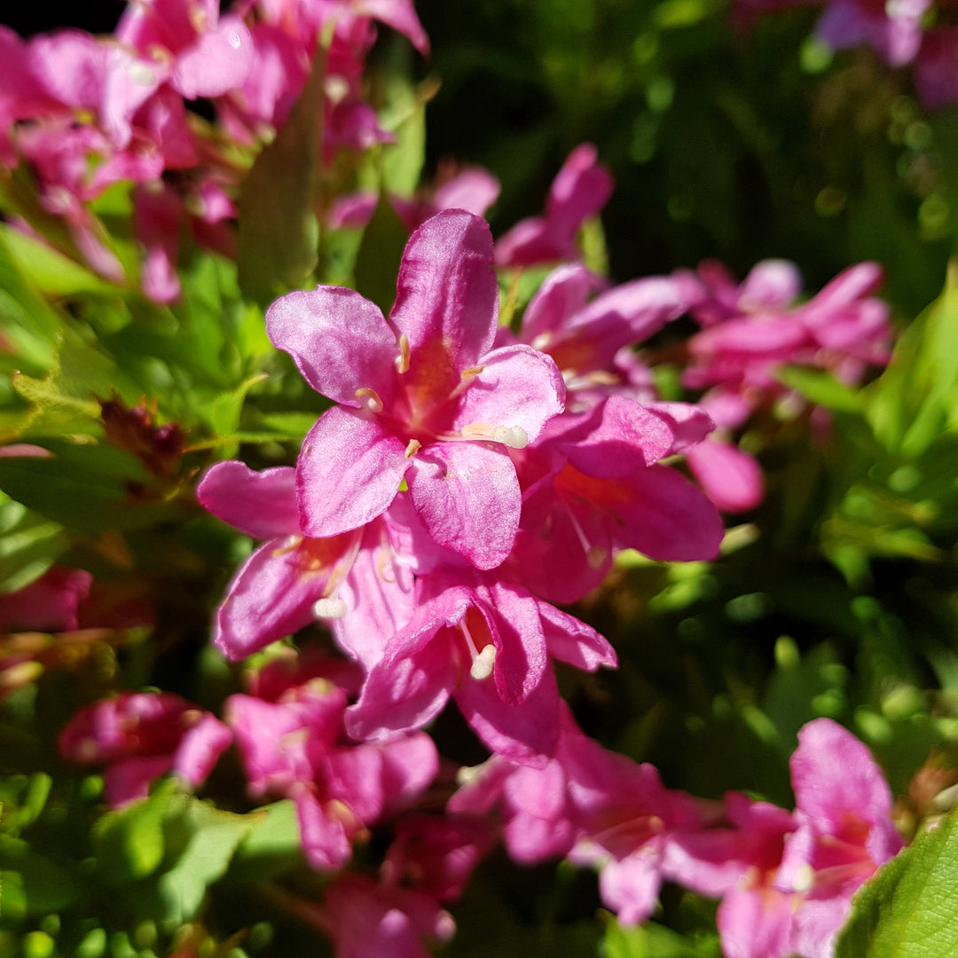 Weigela x 'TVP2' ~ Picobella™ Rosa Weigela-ServeScape