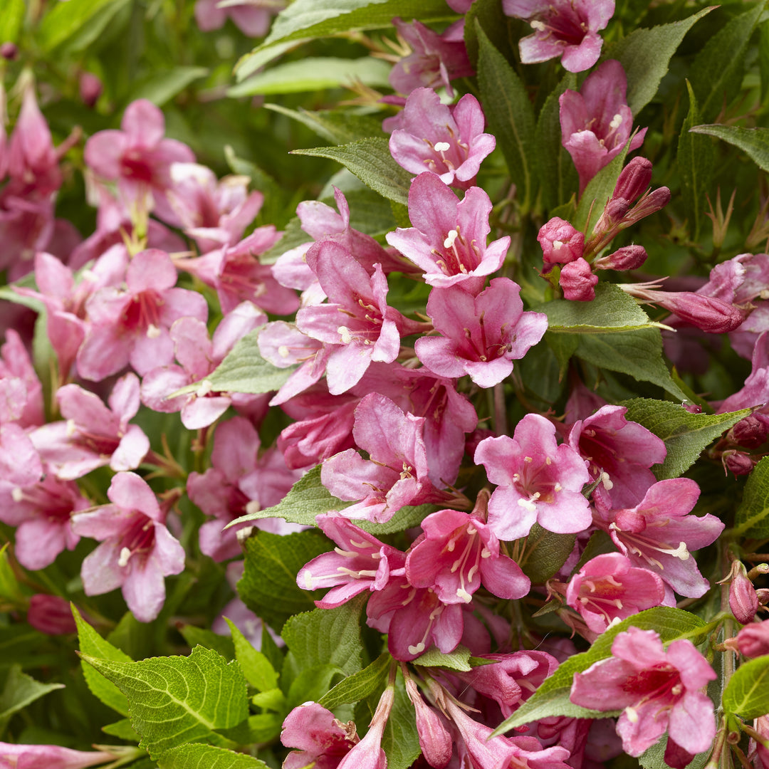 Weigela x 'TVP2' ~ Picobella™ Rosa Weigela-ServeScape