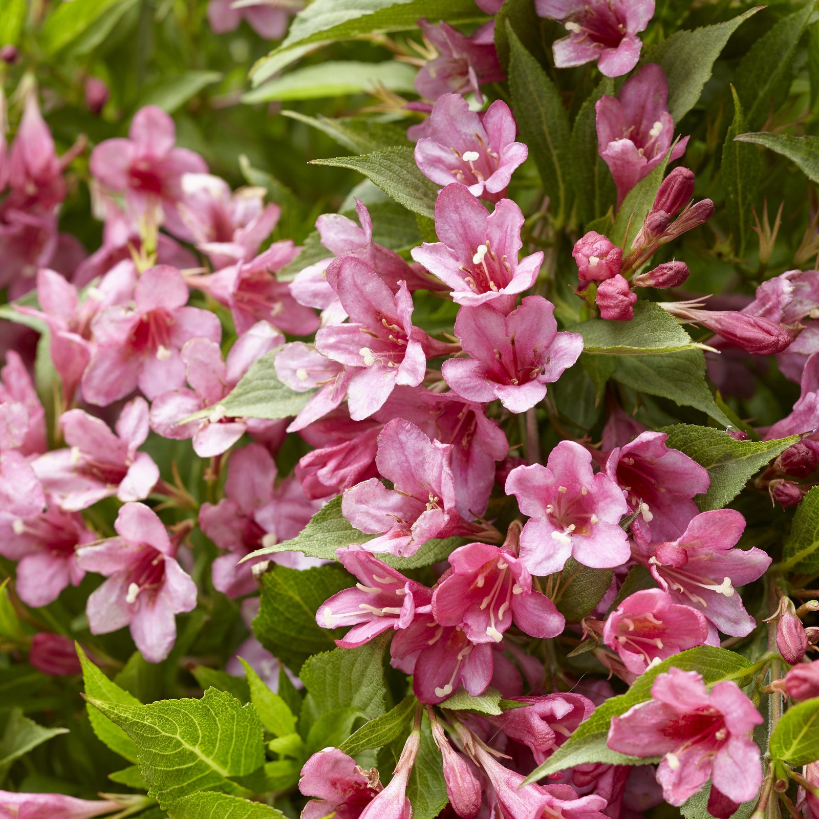 Weigela x 'TVP2' ~ Picobella™ Rosa Weigela-ServeScape