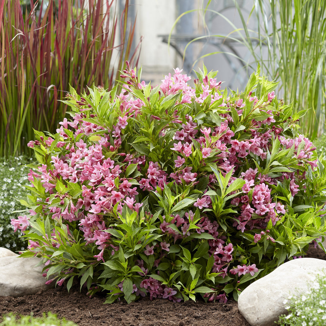 Weigela x 'TVP2' ~ Picobella™ Rosa Weigela-ServeScape