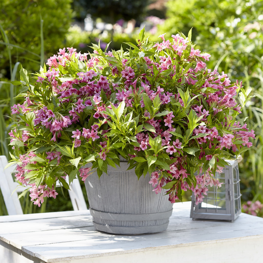 Weigela x 'TVP2' ~ Picobella™ Rosa Weigela-ServeScape