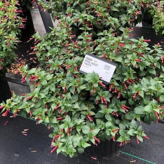 Cuphea hyssopifolia 'Cristo' ~ Cubano™ Cristo Cigar Flower, False Heather-ServeScape