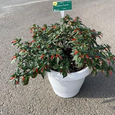 Cuphea hyssopifolia 'Fuente' ~ Cubano™ Fuente Cigar Flower, False Heather-ServeScape