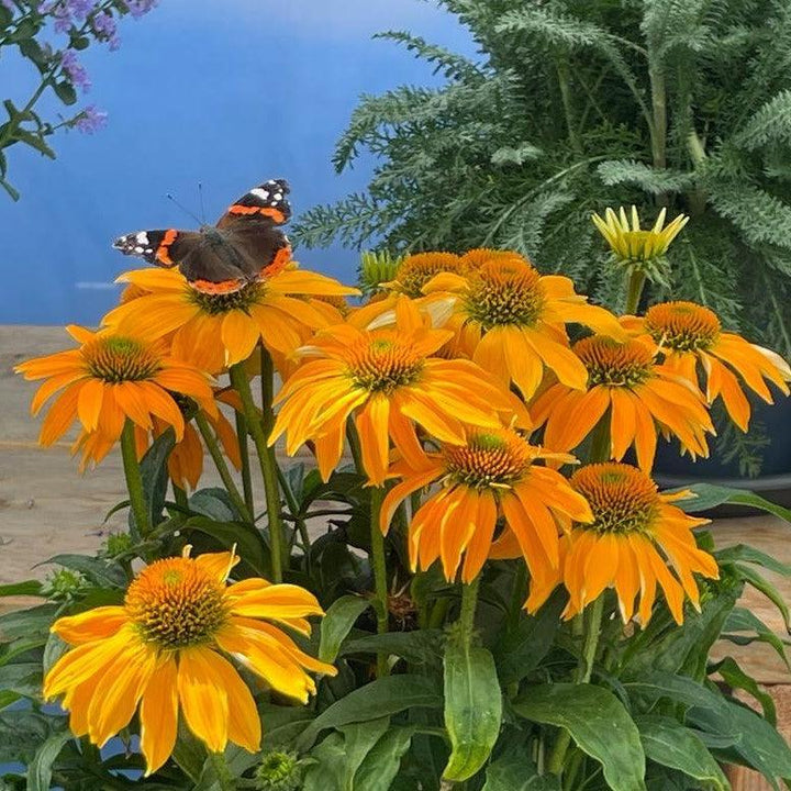 Echinacea x 'Guatemala Gold' ~ Monrovia® Guatemala™ Gold Coneflower-ServeScape