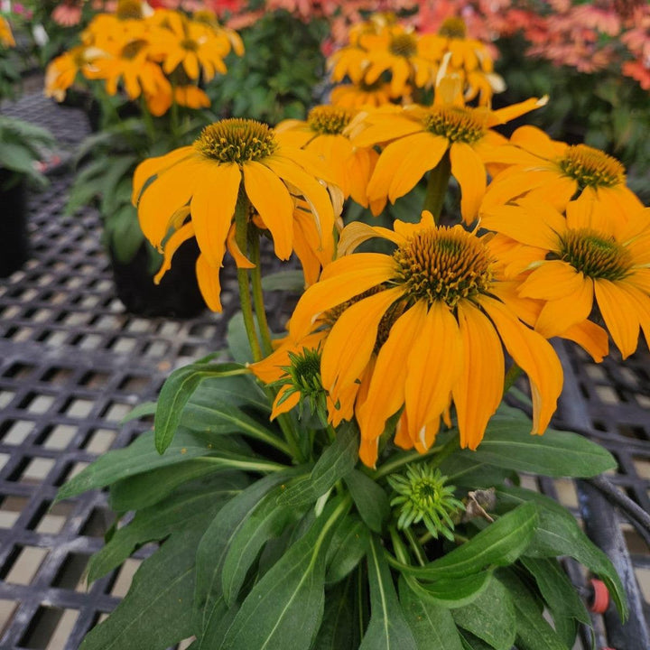 Echinacea x 'Guatemala Gold' ~ Monrovia® Guatemala™ Gold Coneflower-ServeScape