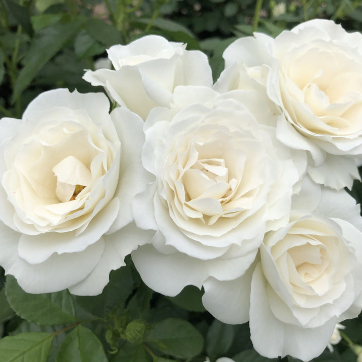 Rosa 'KORfloci111' ~ Veranda® White Rose-ServeScape