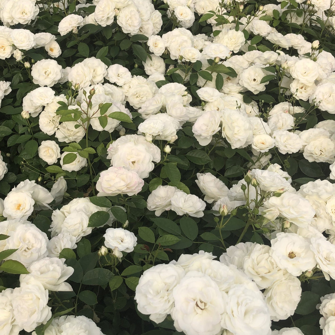 Rosa 'KORfloci111' ~ Veranda® White Rose-ServeScape