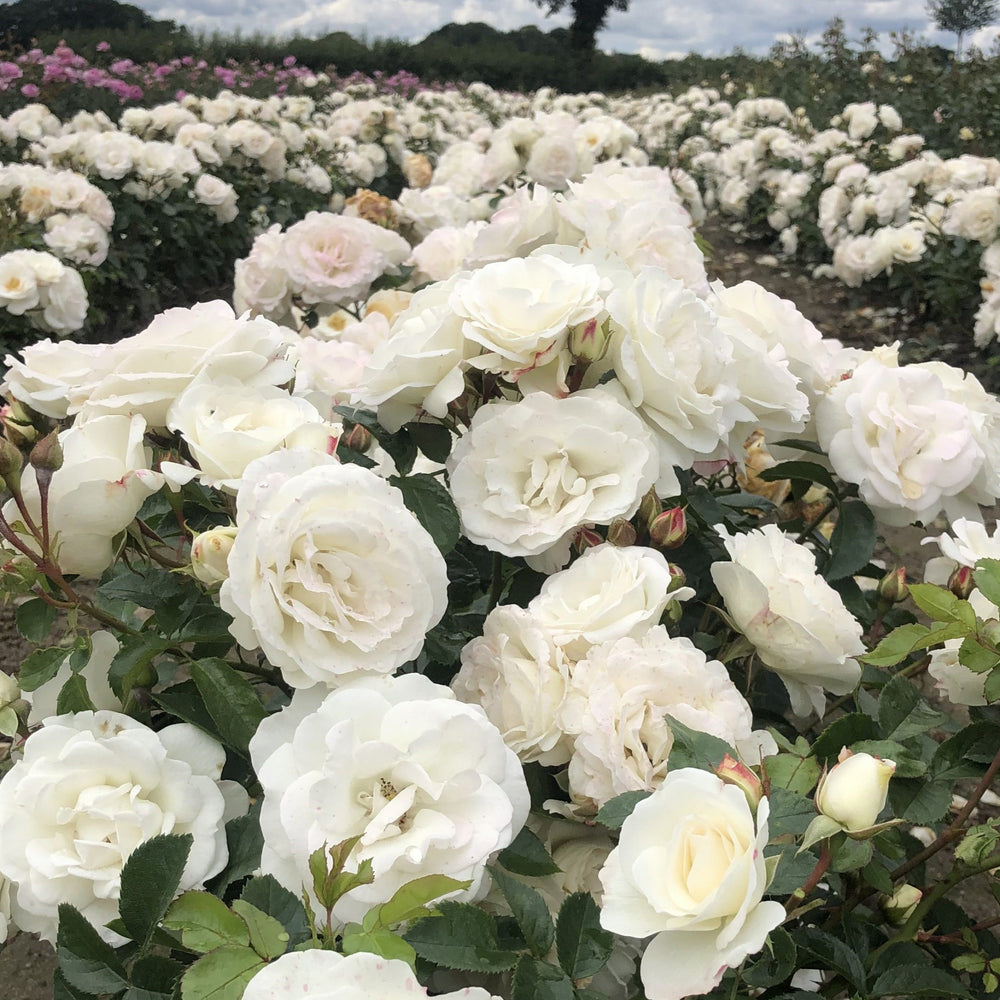 Rosa 'KORfloci111' ~ Veranda® White Rose-ServeScape