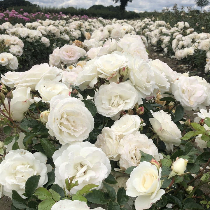 Rosa 'KORfloci111' ~ Veranda® White Rose-ServeScape
