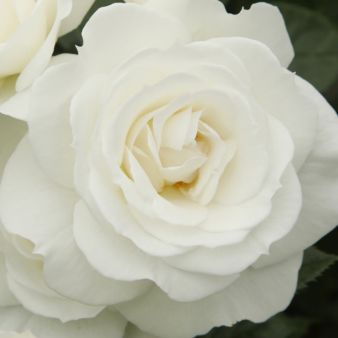 Rosa 'KORfloci111' ~ Veranda® White Rose-ServeScape